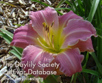 Daylily Sweet by and By